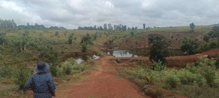 Fkt Namora,Kaominina Tangainony,Distrikan’i Farafangana, Faritra Atsimo Atsinanana. Fanomezana tantsoroka teknika momba ny fiompiana trondro.